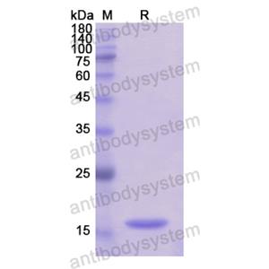 Recombinant Human TSPAN9, N-His