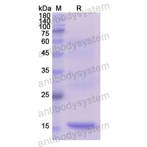 重組C1QL1蛋白,Recombinant Human C1QL1, N-His