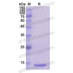 Recombinant Human GLRX3, N-His