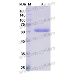 Recombinant Human ANXA9, N-GST