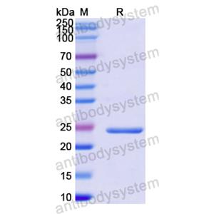 Recombinant Human FGF18, N-His