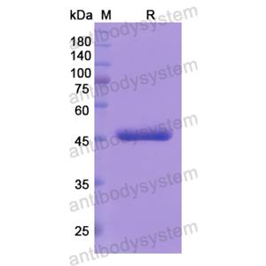 重組MTA2蛋白,Recombinant Human MTA2, N-His