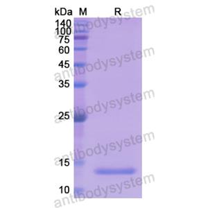 重組GDF11/BMP11蛋白,Recombinant Human GDF11/BMP11, N-His