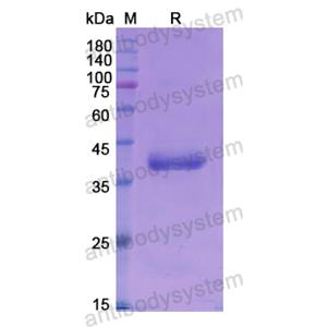 重組BMP10蛋白,Recombinant Human BMP10, N-GST