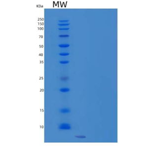 Recombinant Human Histatin-3/HTN3 Protein