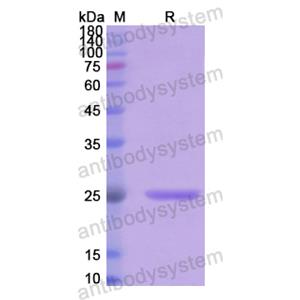 重組FGF19蛋白,Recombinant Human FGF19, N-His