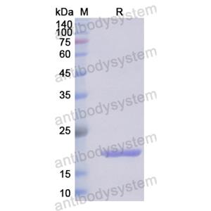 重组IL33蛋白,Recombinant Human IL33, N-His