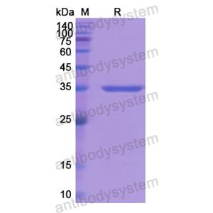 Recombinant Human BAG3, N-GST