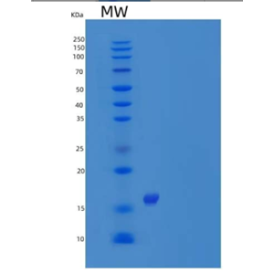 Recombinant Human OX40 Ligand/TNFSF4/OX40L Protein(N-6His),Recombinant Human OX40 Ligand/TNFSF4/OX40L Protein(N-6His)