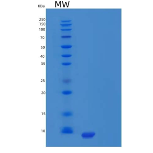 Recombinant Human Pancreatic Polypeptide/PPY Protein(C-6His)