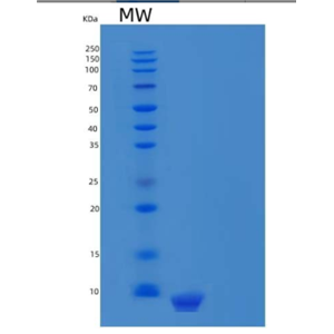 Recombinant Human C-X-C Motif Chemokine 12/CXCL12/SDF-1(22-93) Protein,Recombinant Human C-X-C Motif Chemokine 12/CXCL12/SDF-1(22-93) Protein