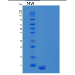 Recombinant Human C-X-C Motif Chemokine 12/CXCL12/SDF-1(22-93) Protein