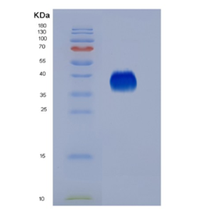 Eukaryotic Interleukin 9 (IL9)