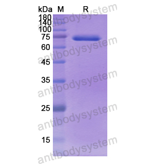 Recombinant Human EFEMP2, N-GST