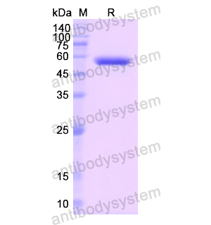 重組GSR蛋白,Recombinant Human GSR, N-His