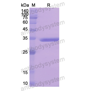 重組EGFR蛋白,Recombinant Human EGFR, N-His