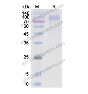 重組EGFR/ERBB1/HER1蛋白,Recombinant Human EGFR/ERBB1/HER1, C-His