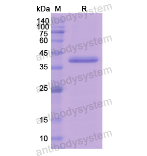 重组C1R蛋白,Recombinant Human C1R, N-His