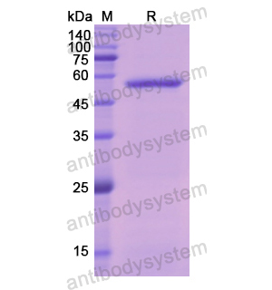 重组F10/Factor X蛋白,Recombinant Human F10/Factor X, N-His