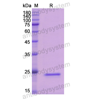 重組CFB蛋白,Recombinant Human CFB, N-His