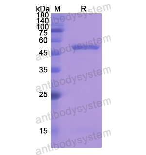 重組SERPINC1蛋白,Recombinant Human SERPINC1, N-His