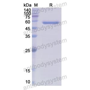 Recombinant Human ITGBL1, C-His