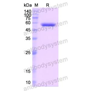 重組GSR蛋白,Recombinant Human GSR, N-His