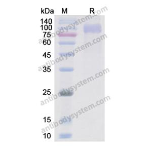 Recombinant Human EGFR/ERBB1/HER1, C-His