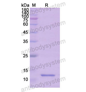 重组MYC蛋白,Recombinant Human MYC, N-His