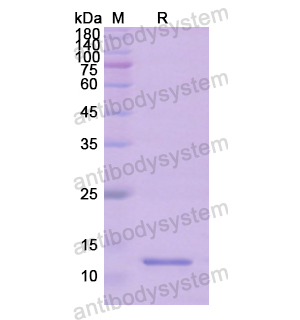 重組MYC蛋白,Recombinant Human MYC, N-His