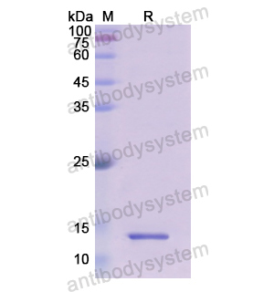 重組HRAS蛋白,Recombinant Human HRAS, N-His