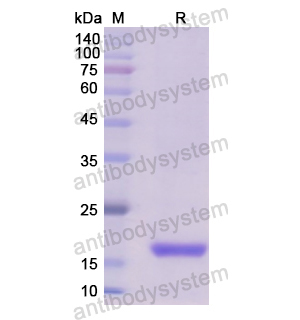 重組KRAS蛋白,Recombinant Human KRAS, N-His