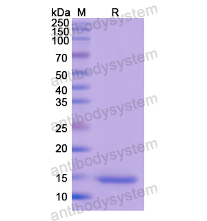 重组PDGFB蛋白,Recombinant Human PDGFB, N-His