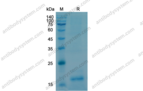 重組NGF/Beta-NGF蛋白,Recombinant Human NGF/Beta-NGF, N-His