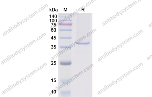 重组NGF/Beta-NGF蛋白,Recombinant Human NGF/Beta-NGF, C-Fc