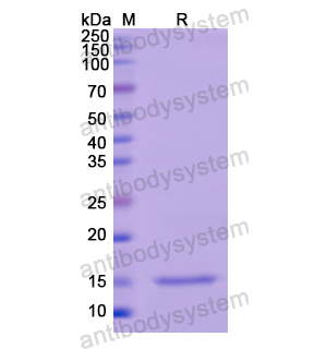 重组TSHB蛋白,Recombinant Human TSHB, N-His