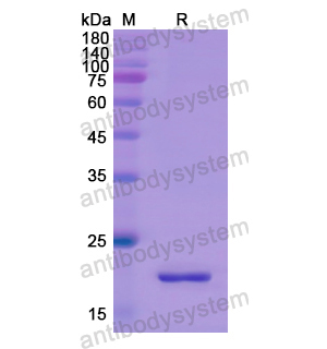 重組GCG蛋白,Recombinant Human GCG, N-His