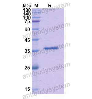 重組GHRH蛋白,Recombinant Human GHRH, N-GST