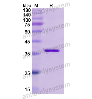 重組INS蛋白,Recombinant Human INS, N-GST