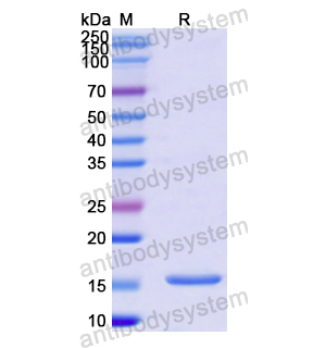 重組IGF2蛋白,Recombinant Human IGF2, N-His & N-GB1