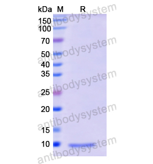 重組IGF2蛋白,Recombinant Human IGF2, N-His
