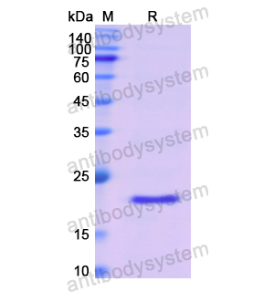 重組LTA蛋白,Recombinant Human LTA, N-His