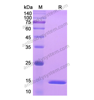 重组TNFa/TNF-alpha蛋白,Recombinant Human TNFa/TNF-alpha, N-His