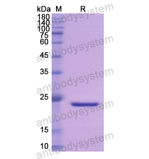 重组IFNA10蛋白,Recombinant Human IFNA10, N-His