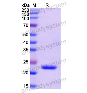 重組IFNA5蛋白,Recombinant Human IFNA5, N-His