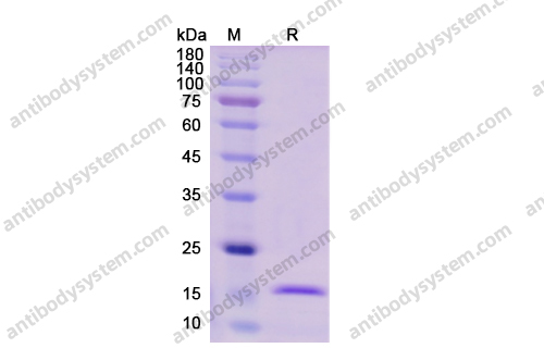 重組IL1A/IL1F1蛋白,Recombinant Human IL1A/IL1F1, C-His