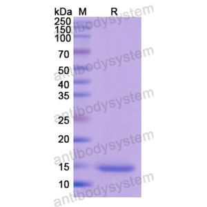 Recombinant Human PDGFB, N-His