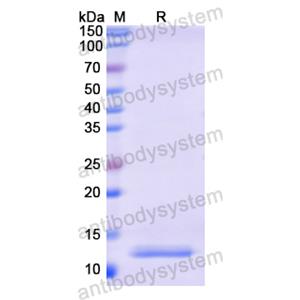 Recombinant Human POMC, N-His