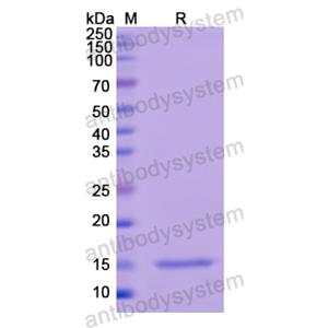 Recombinant Human TSHB, N-His