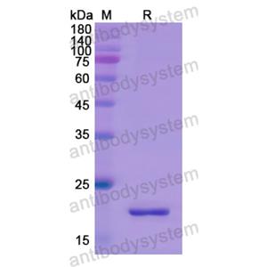 重組GCG蛋白,Recombinant Human GCG, N-His